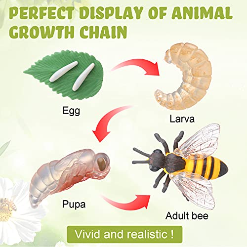 Kit de 25 Juguetes de Figuras de Cifras de Ciclo de Vida de Rana Mariposa Mosquito Araña Hormiga Abeja Modelos Educativos de Simulación de Ciclo de Crecimiento Animal para Niños, 6 Animales