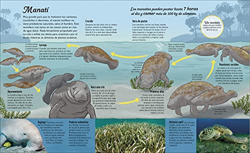 La vida del agua: El recurso natural más importante de la Tierra (Infantil)