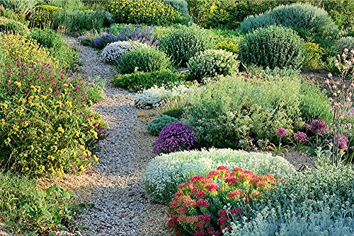 Planting Design for Dry Gardens: Beautiful, Resilient Groundcovers for Terraces, Paved Areas, Gravel and Other Alternatives to the Lawn