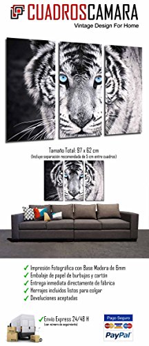 Cuadros Cámara Cuadro Fotográfico Tigre Blanco y Negro, Ojos Azules, Animales, 97 x 62 cm XXL, Multicolor