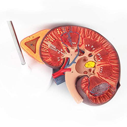 WECDS Modelo anatómico de órgano humano de aumento de 3 veces,Modelo anatómico del riñón humano,Modelo de glándula suprarrenal para educación médica