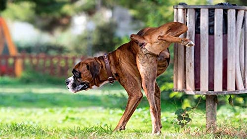 PisPis Urban Cleaner Limpiador de Orines de Perro Concentrado